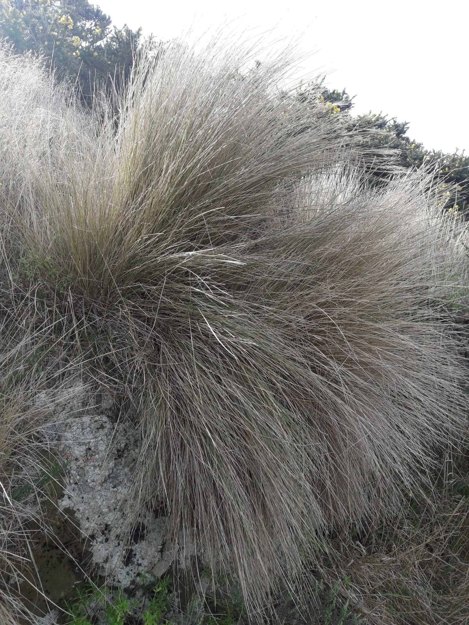 Golden Tussock Grass (Poa Cita) — This evergreen perennial forms dense clumps up to 2 feet tall and wide