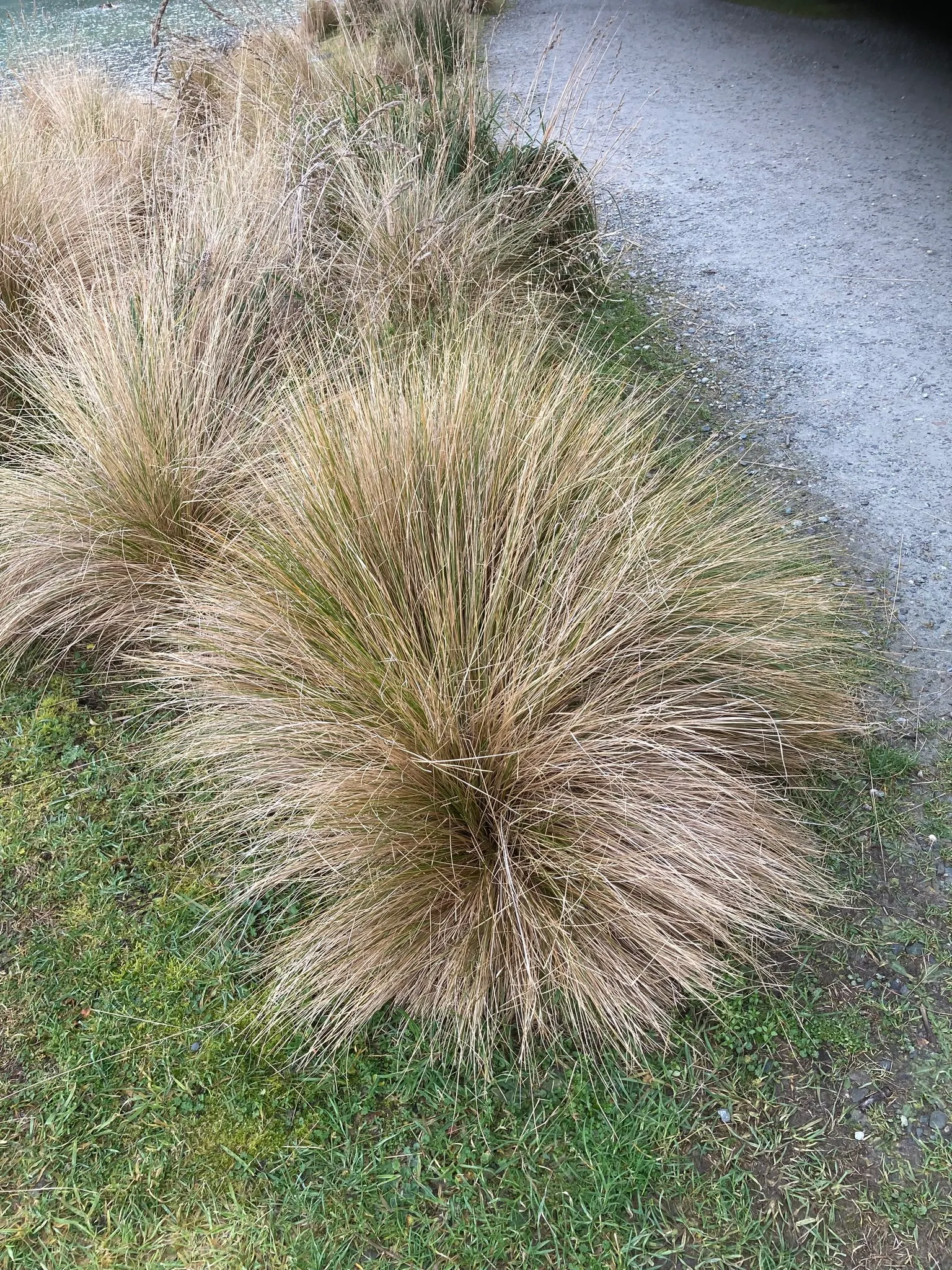 Golden Tussock Grass (Poa Cita) — Tolerant to wind and coastal conditions, it thrives in well-drained soils under full sun to partial shade