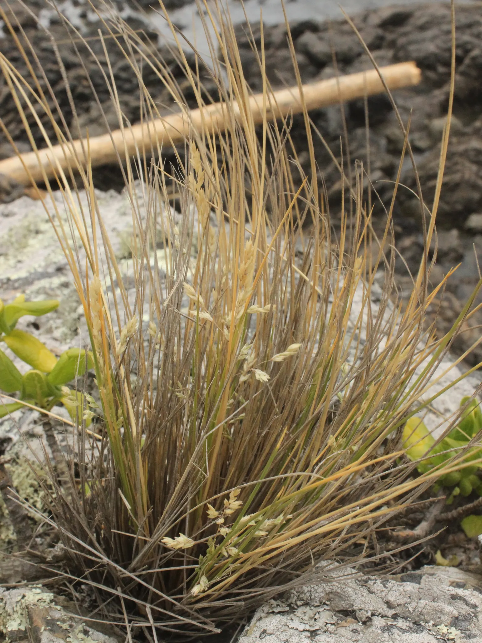Golden Tussock Grass (Poa Cita) — delicate flower panicles may rise slightly above the foliage