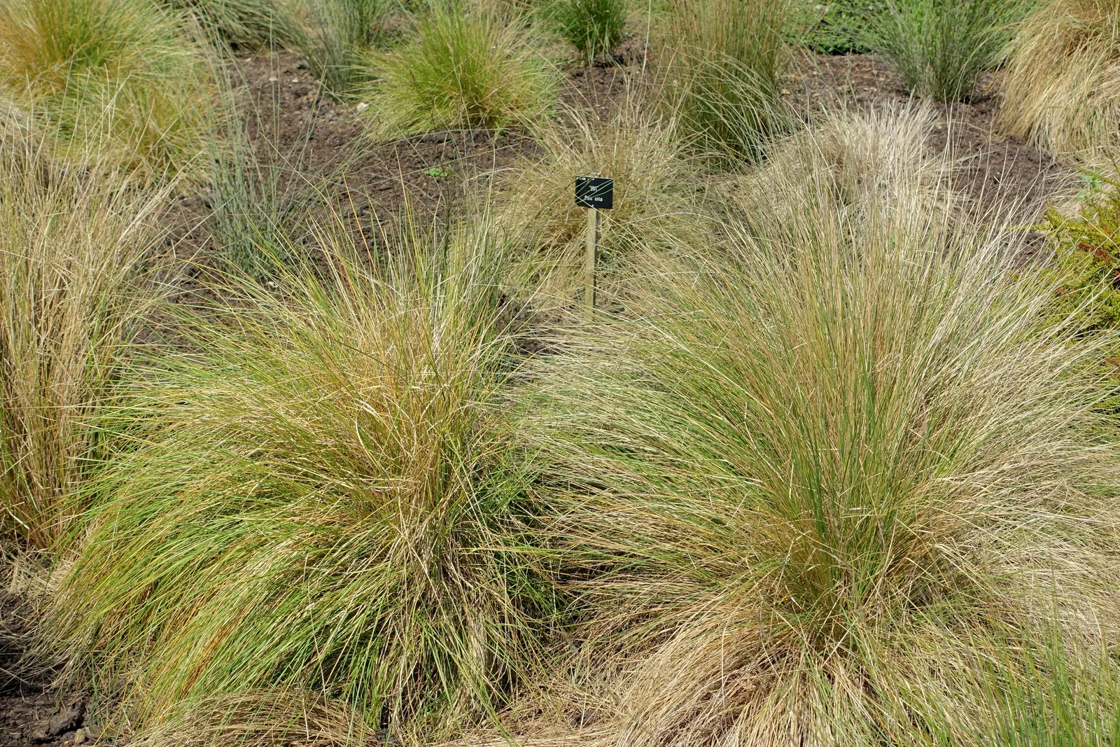 Golden Tussock Grass (Poa Cita) — providing a striking visual interest throughout the seasons