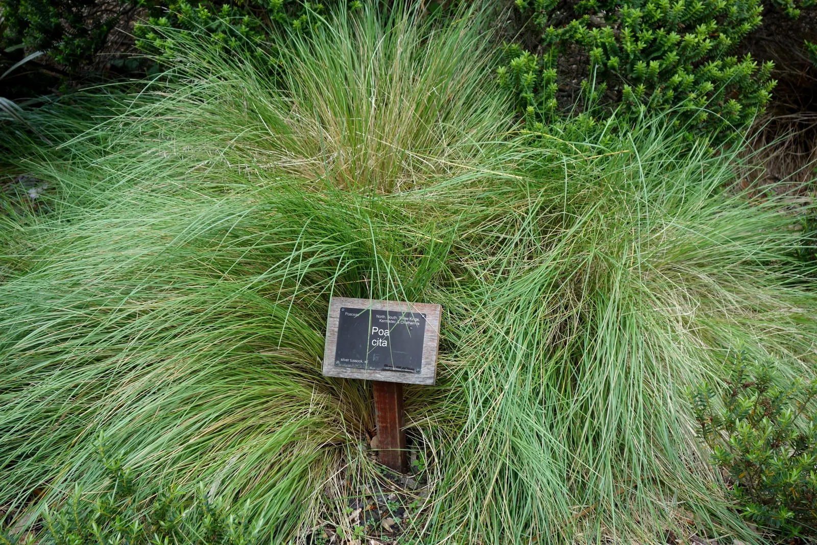 Golden Tussock Grass (Poa Cita) — though it thrives best in well-drained soils