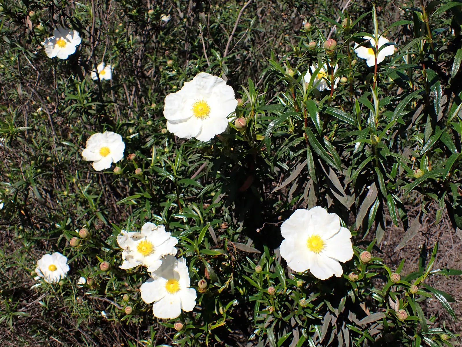 Crimson-Spot Rockrose (Cistus Ladanifer) — making it a suitable choice for mid-border planting or as a specimen