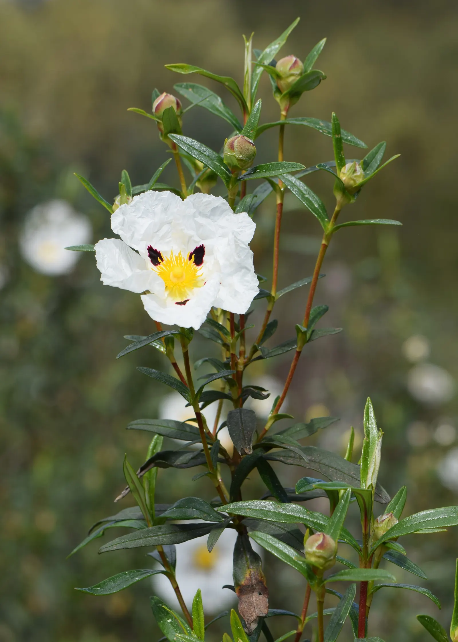 Crimson-Spot Rockrose (Cistus Ladanifer) — appearing as if individually painted