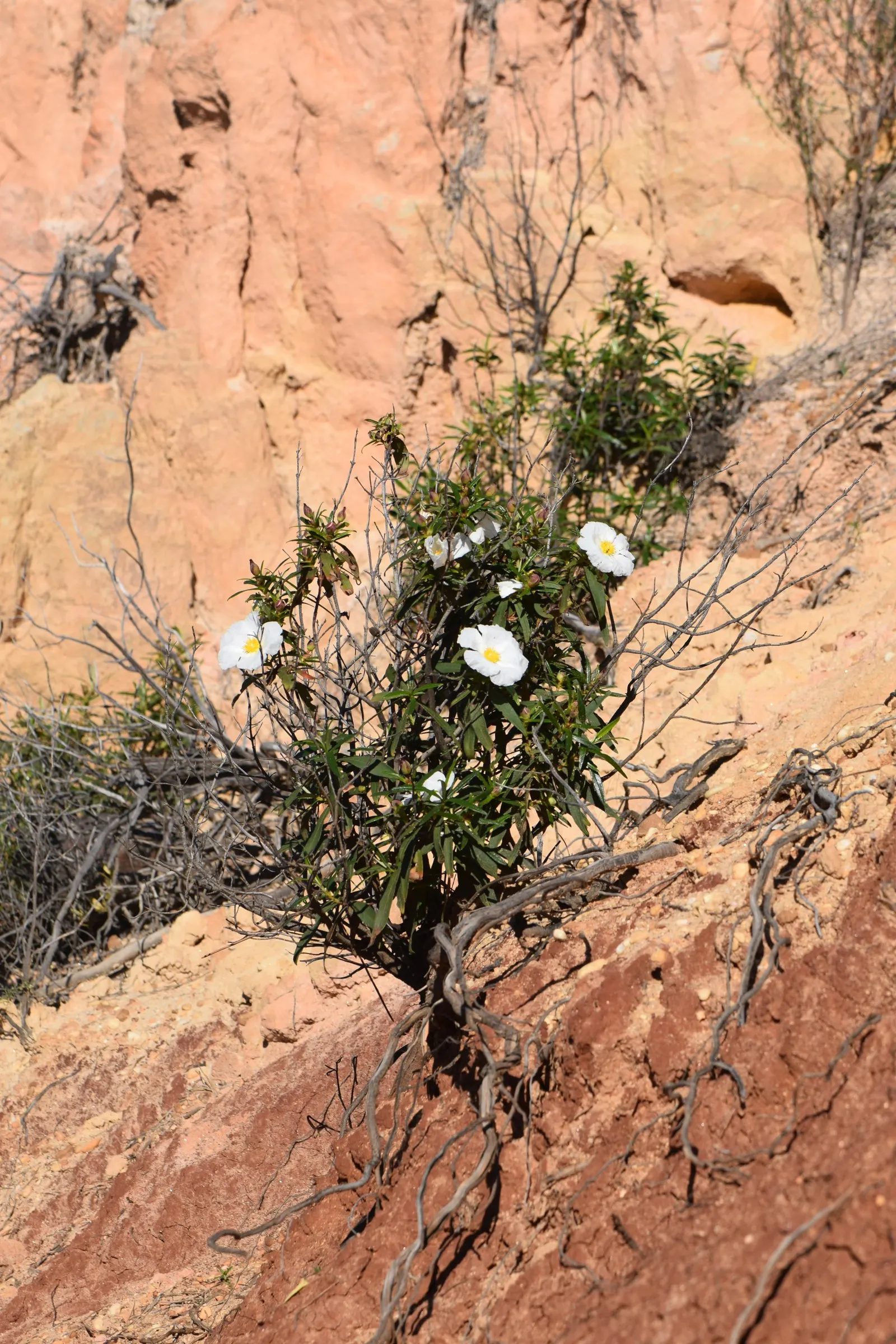 Crimson-Spot Rockrose (Cistus Ladanifer) — showcasing white petals with a prominent crimson spot at the base; making it a suitable choice for mid-border