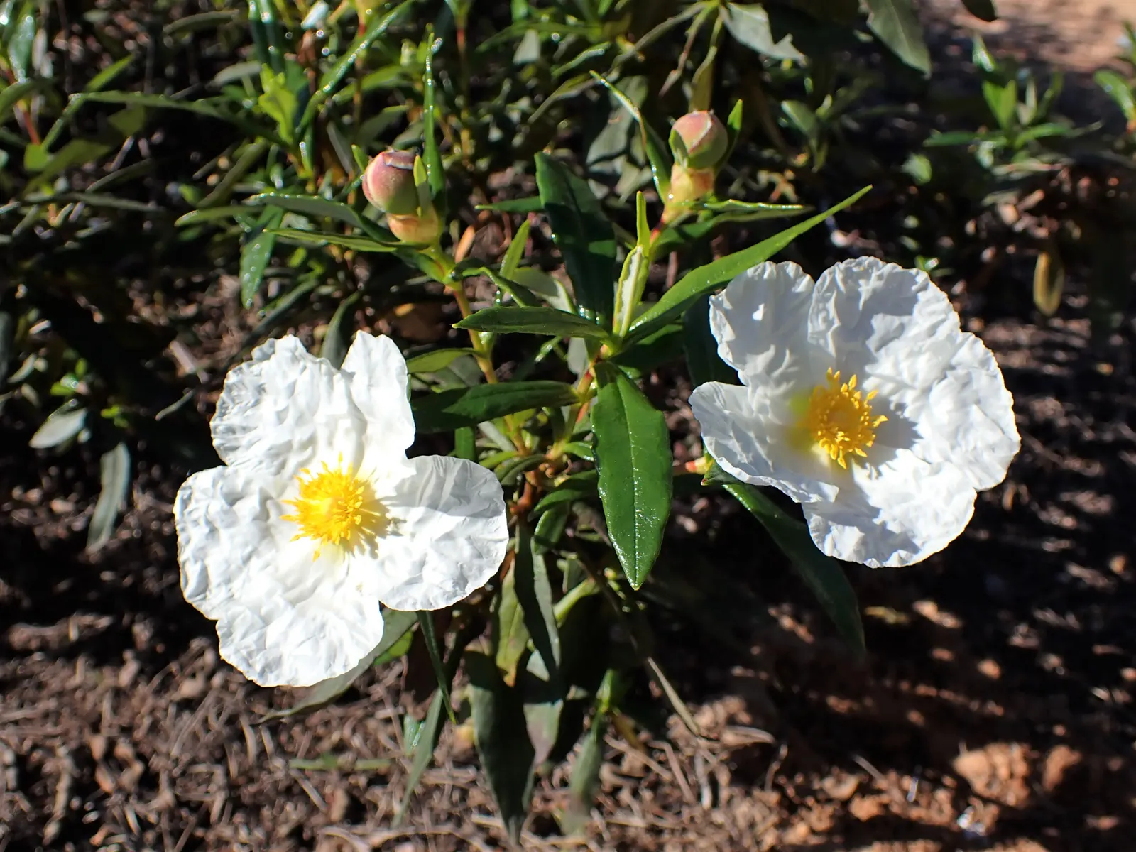 Crimson-Spot Rockrose (Cistus Ladanifer) — ideal for Mediterranean or dry garden settings; native to the Mediterranean region