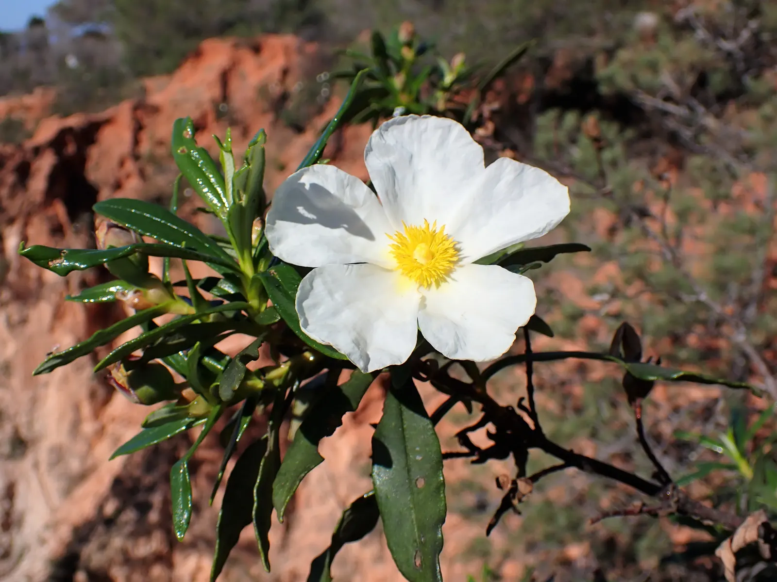 Crimson-Spot Rockrose (Cistus Ladanifer) — Overall, Cistus ladanifer is an attractive, durable choice for adding Mediterranean charm to the landscape