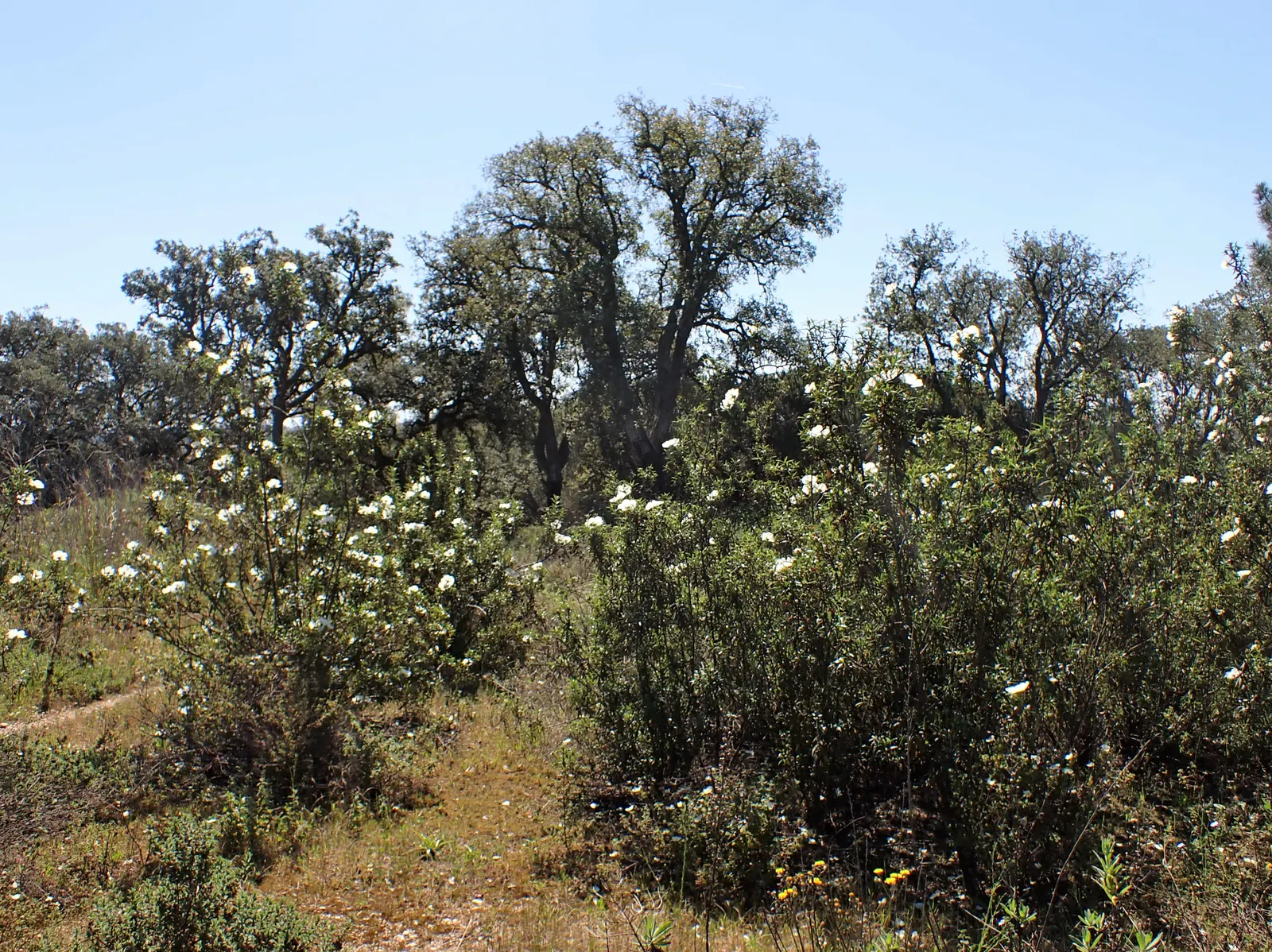 Crimson-Spot Rockrose (Cistus Ladanifer) — occasional pruning can help maintain its shape and promote denser growth; it prefers full sun and well-drained soil