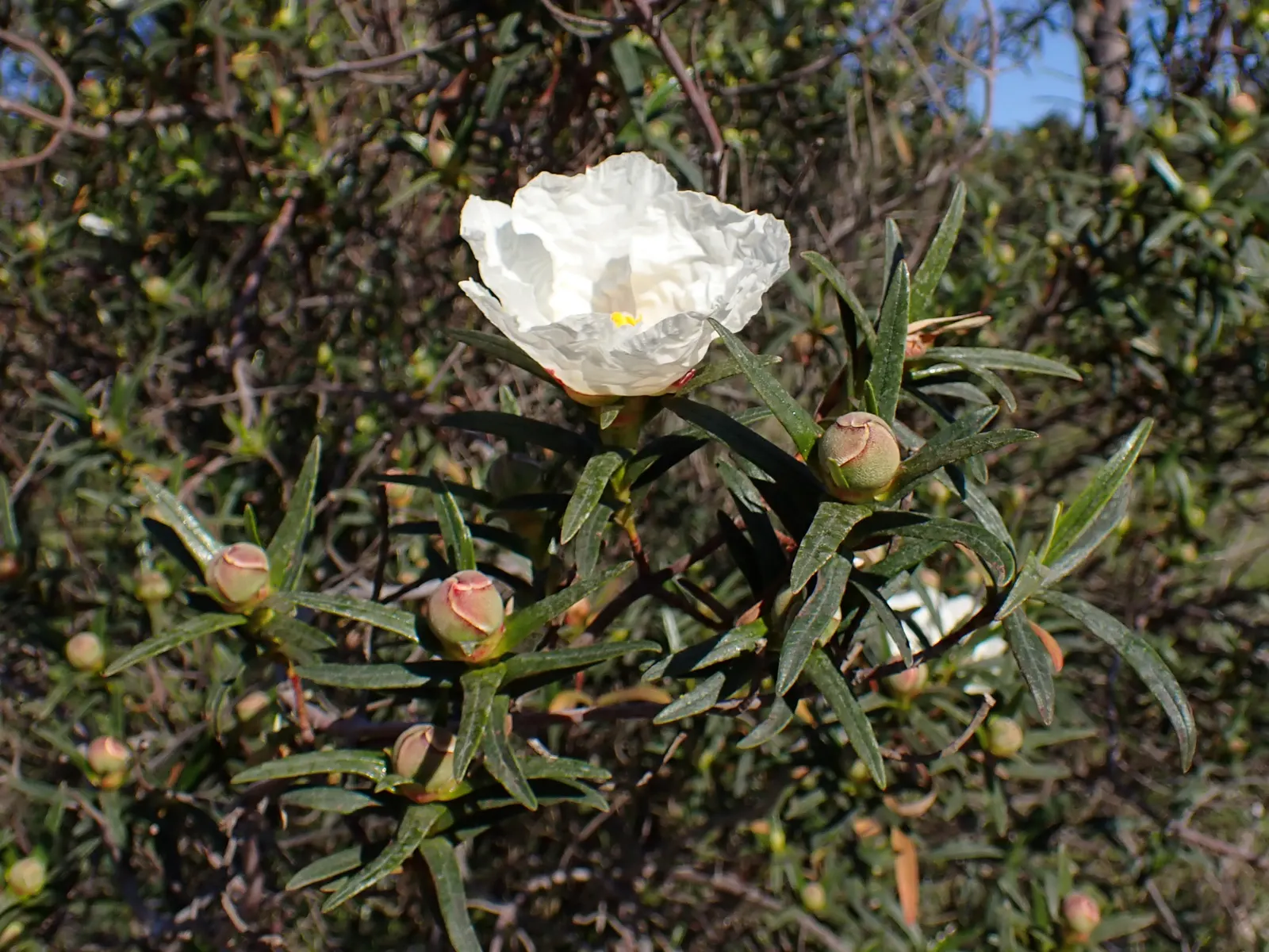 Crimson-Spot Rockrose (Cistus Ladanifer) — An evergreen shrub, it reaches 3-5 feet in height and spans up to 5 feet wide, thriving in USDA zones 8-11