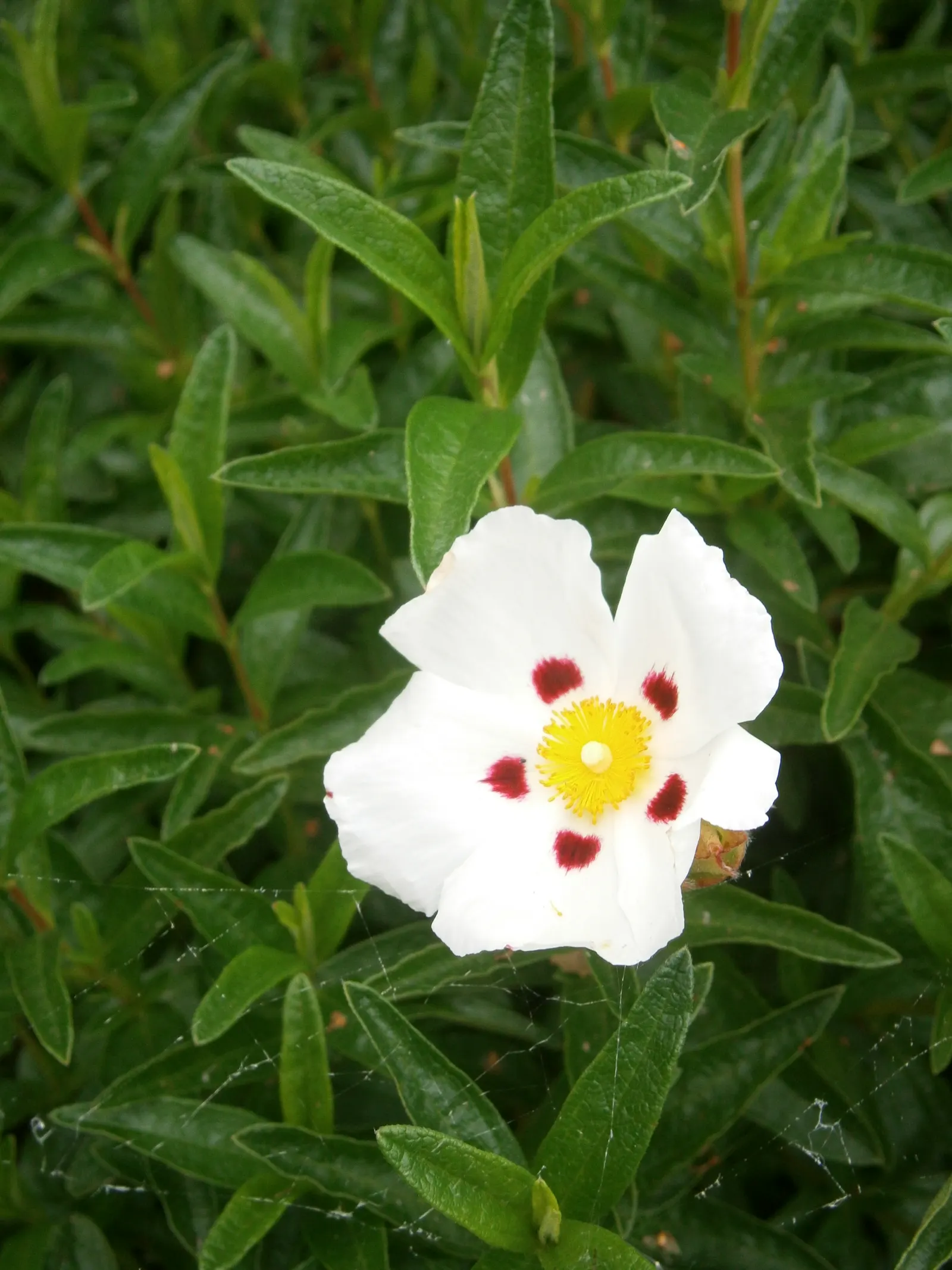 Crimson-Spot Rockrose (Cistus Ladanifer) — ideal for Mediterranean or dry garden settings