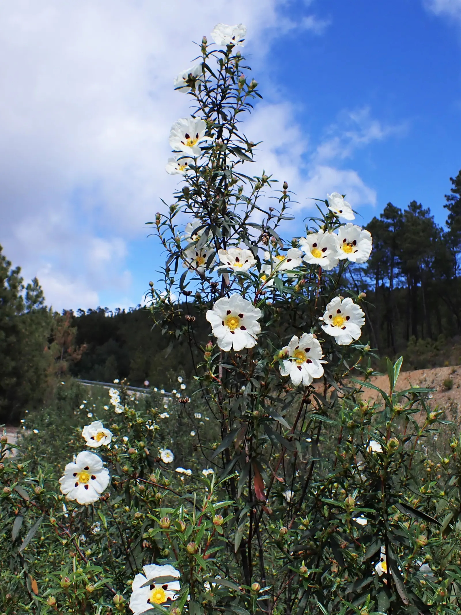 Crimson-Spot Rockrose (Cistus Ladanifer) — Native to the Mediterranean region; showing exceptional drought tolerance once established