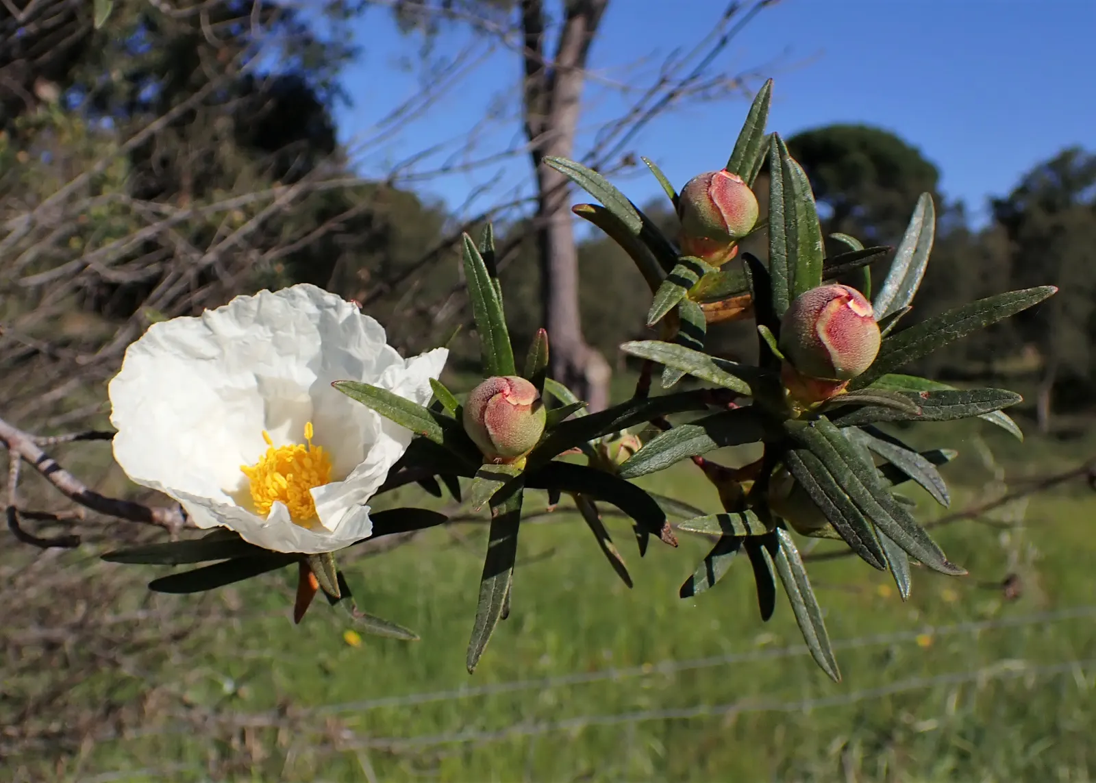 Crimson-Spot Rockrose (Cistus Ladanifer) — making it a low-maintenance choice for water-wise landscapes