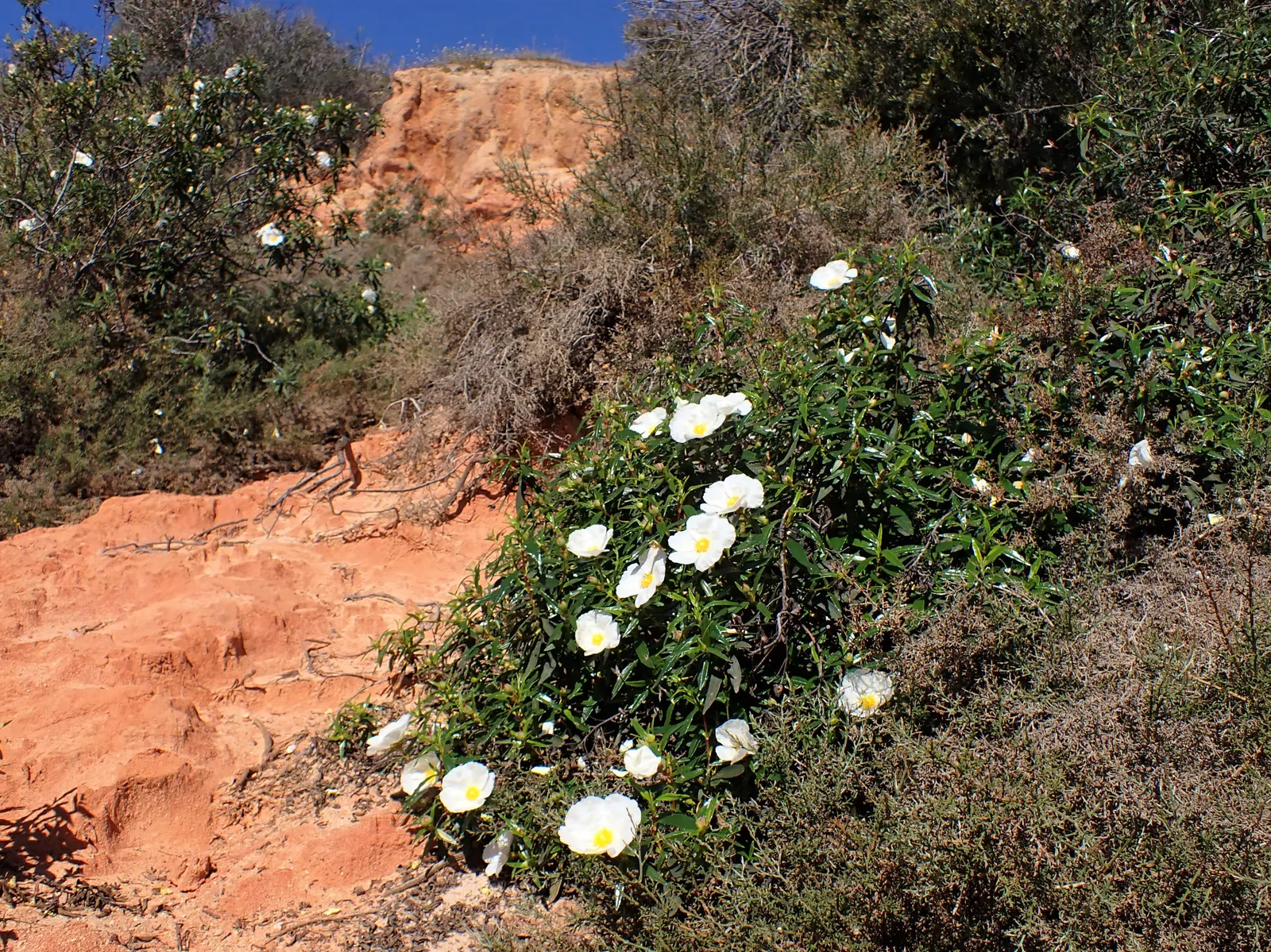 Crimson-Spot Rockrose (Cistus Ladanifer) — This fragrant Rockrose delivers visual appeal and low maintenance