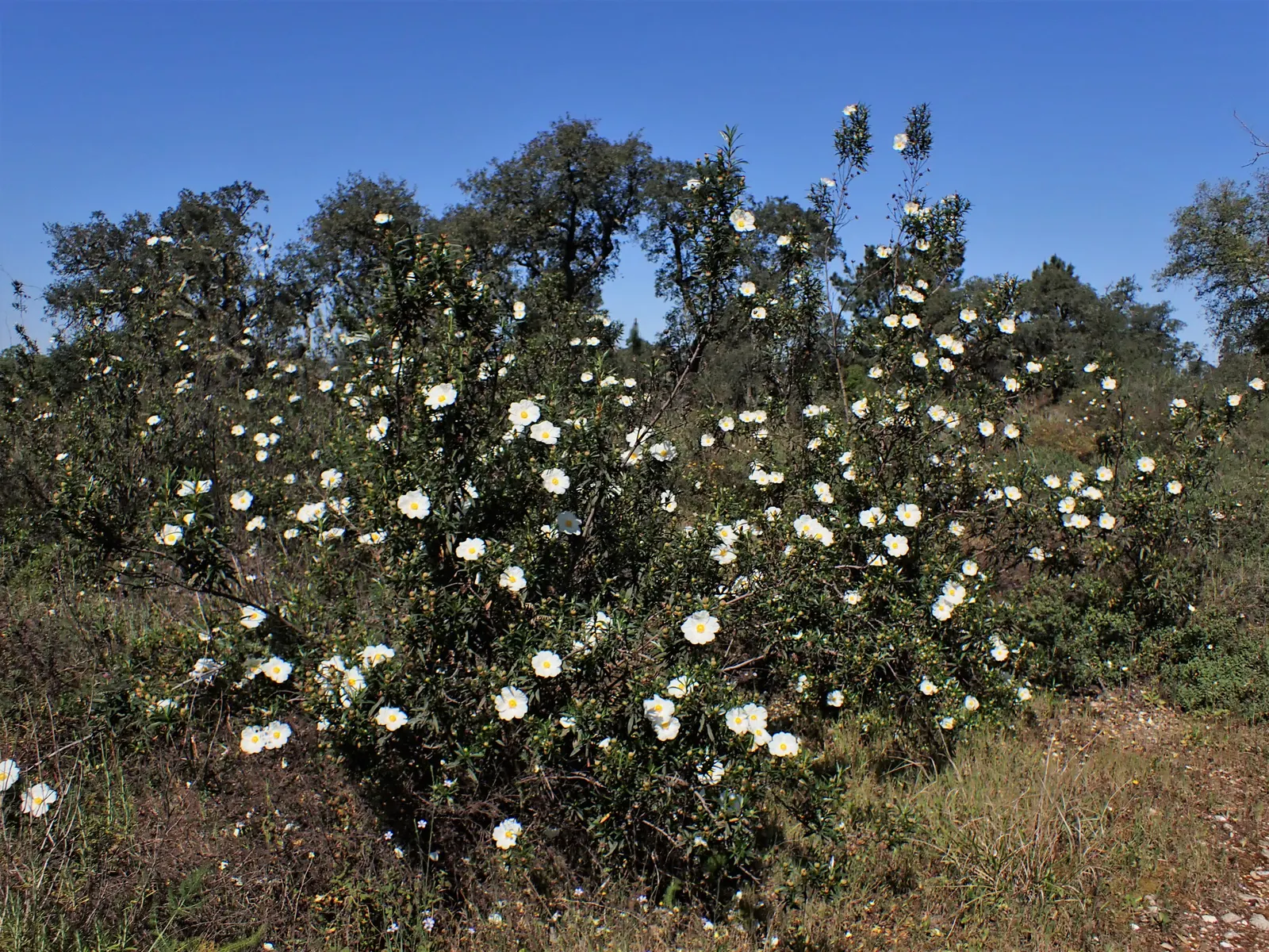 Crimson-Spot Rockrose (Cistus Ladanifer) — shrub for full; overall, Cistus ladanifer is an attractive, durable choice for adding Mediterranean charm to the