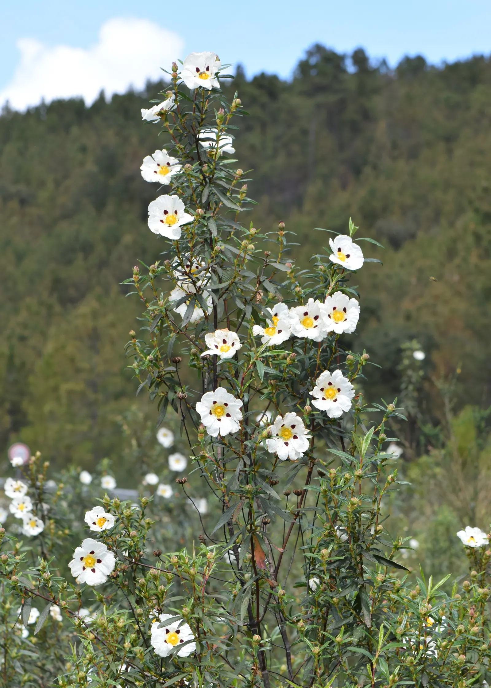 Crimson-Spot Rockrose (Cistus Ladanifer) — this plant thrives in USDA Hardiness Zones 8 through 10
