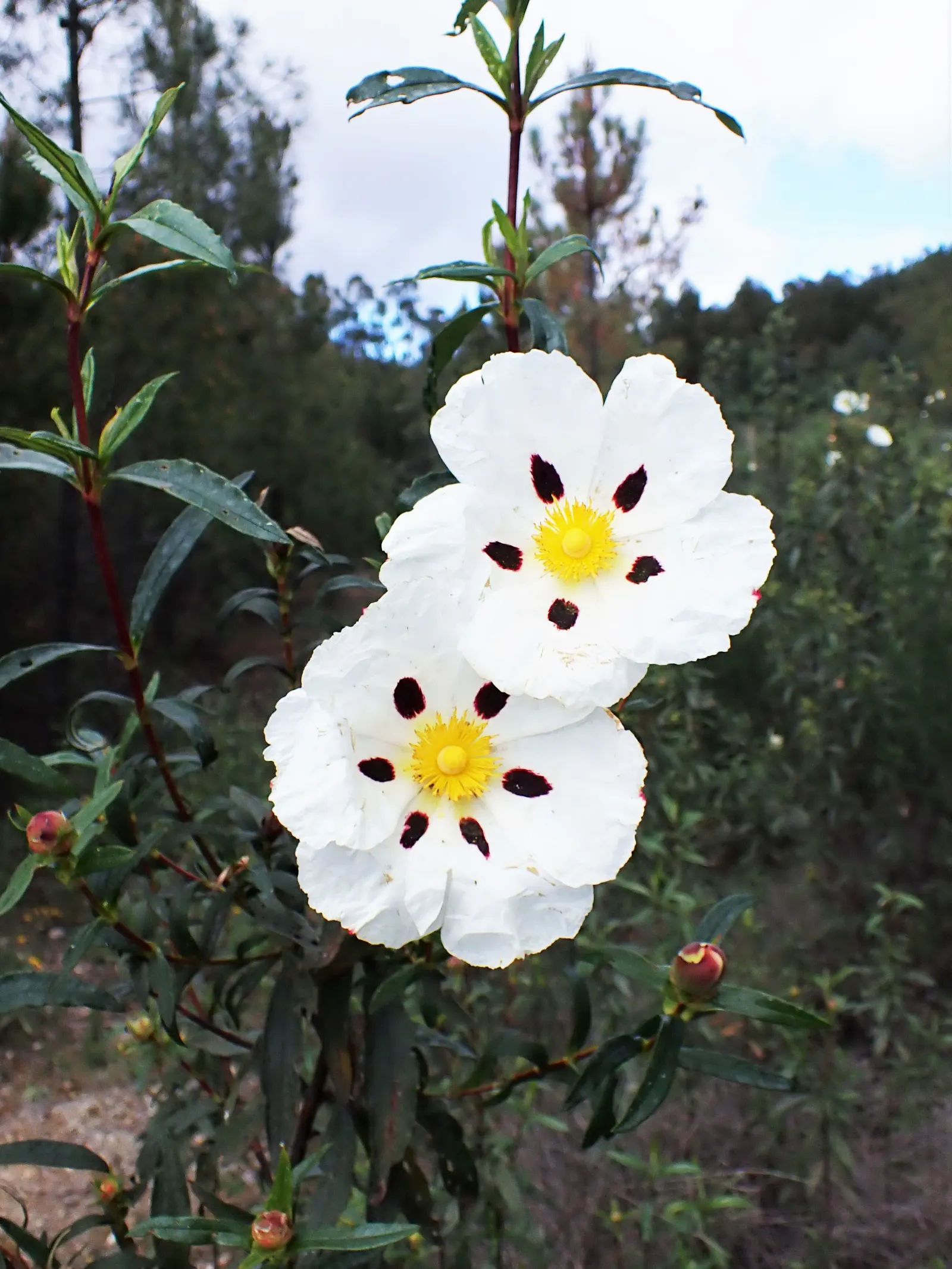 Crimson-Spot Rockrose (Cistus Ladanifer) — While the shrub is evergreen