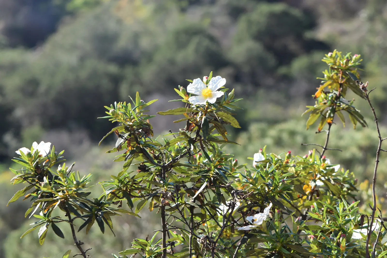 Crimson-Spot Rockrose (Cistus Ladanifer) — dark green leaves are sticky to the touch; making it a low-maintenance choice for water-wise landscapes
