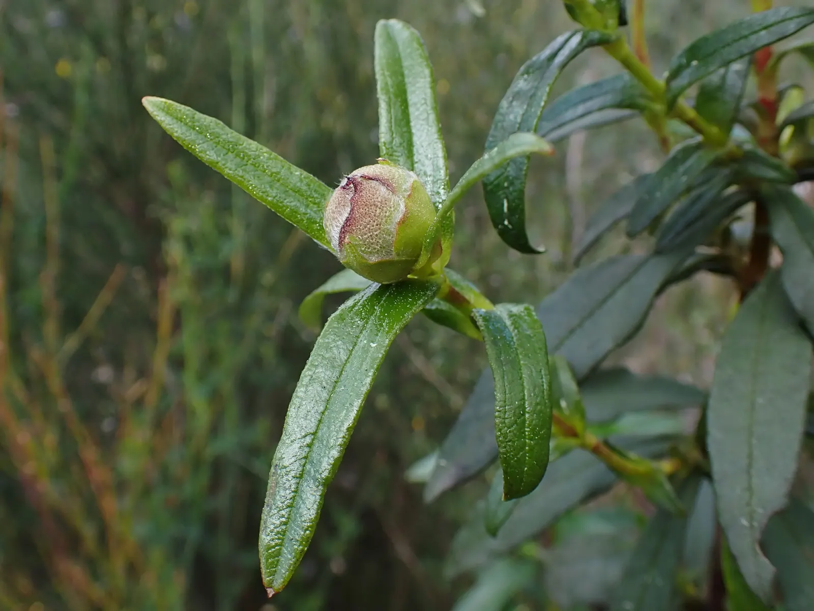 Crimson-Spot Rockrose (Cistus Ladanifer) — showcasing white petals with a prominent crimson spot at the base