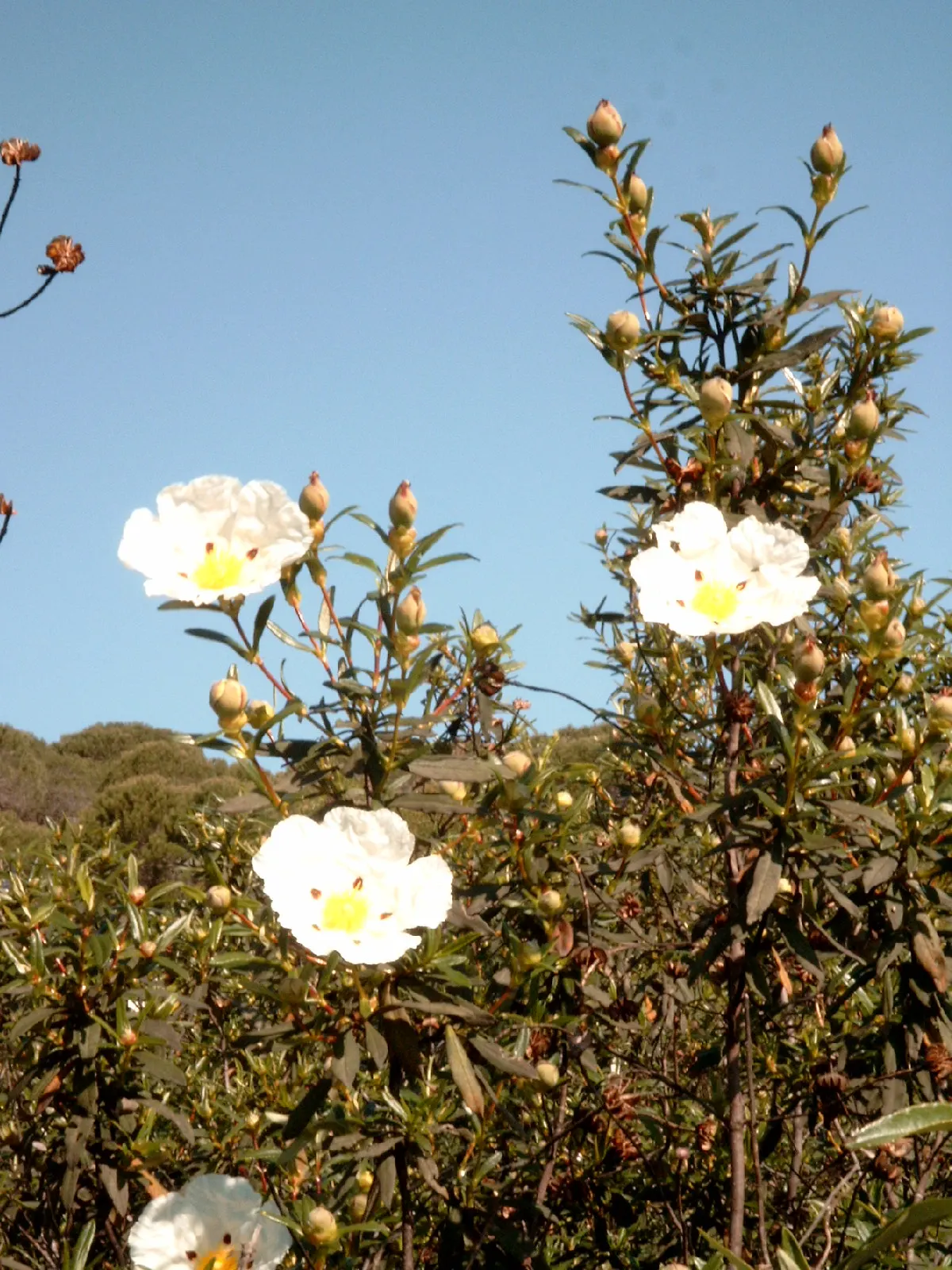 Crimson-Spot Rockrose (Cistus Ladanifer) — Overall, Cistus ladanifer is an attractive, durable choice for adding Mediterranean charm to the, image 37