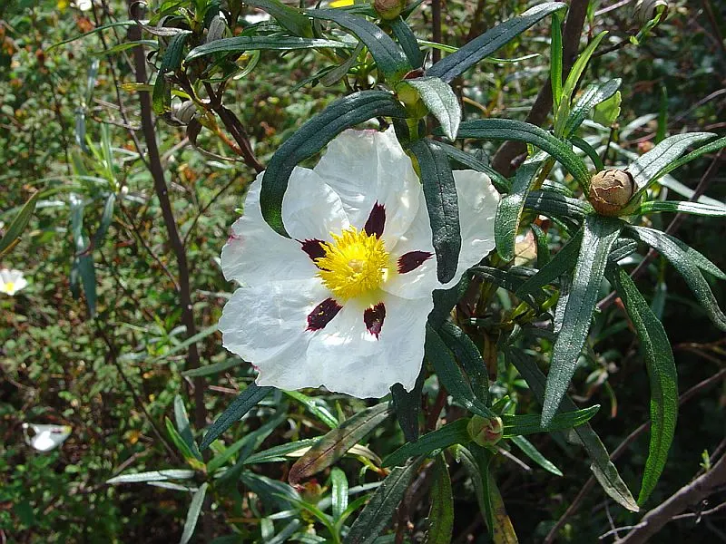 Crimson-Spot Rockrose (Cistus Ladanifer) — While the shrub is evergreen; occasional pruning can help maintain its shape and promote denser growth