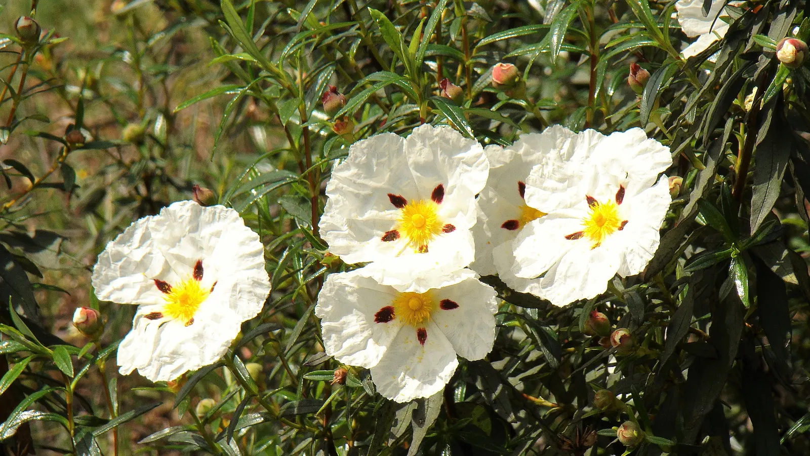 Crimson-Spot Rockrose (Cistus Ladanifer) — making it a low-maintenance choice for water-wise landscapes; dark green leaves are sticky to the touch
