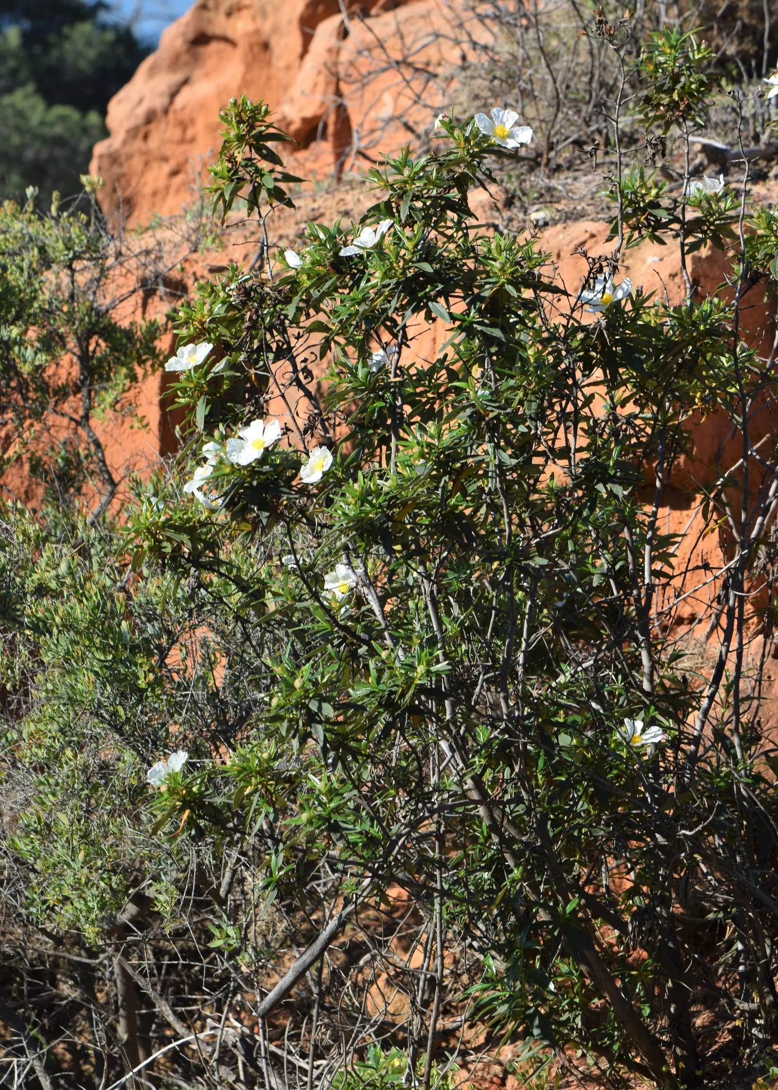 Crimson-Spot Rockrose (Cistus Ladanifer) — An evergreen shrub, it reaches 3-5 feet in height and spans up to 5 feet wide, thriving in USDA zones 8-11; ideal