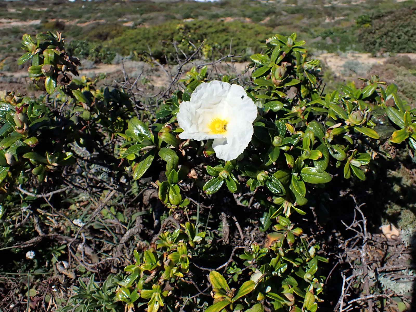 Crimson-Spot Rockrose (Cistus Ladanifer) — appearing as if individually painted; while the shrub is evergreen