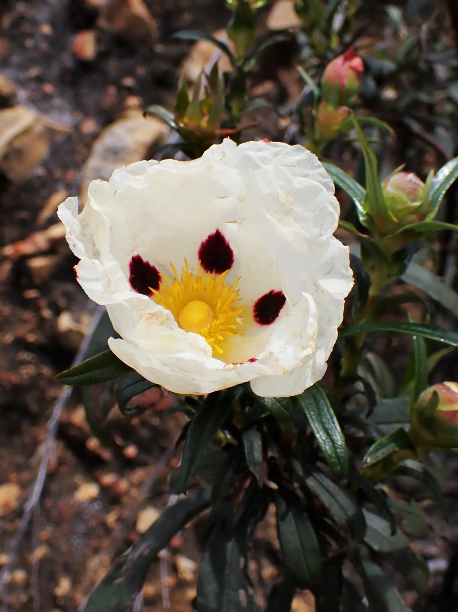 Crimson-Spot Rockrose (Cistus Ladanifer) — shrub with white blooms