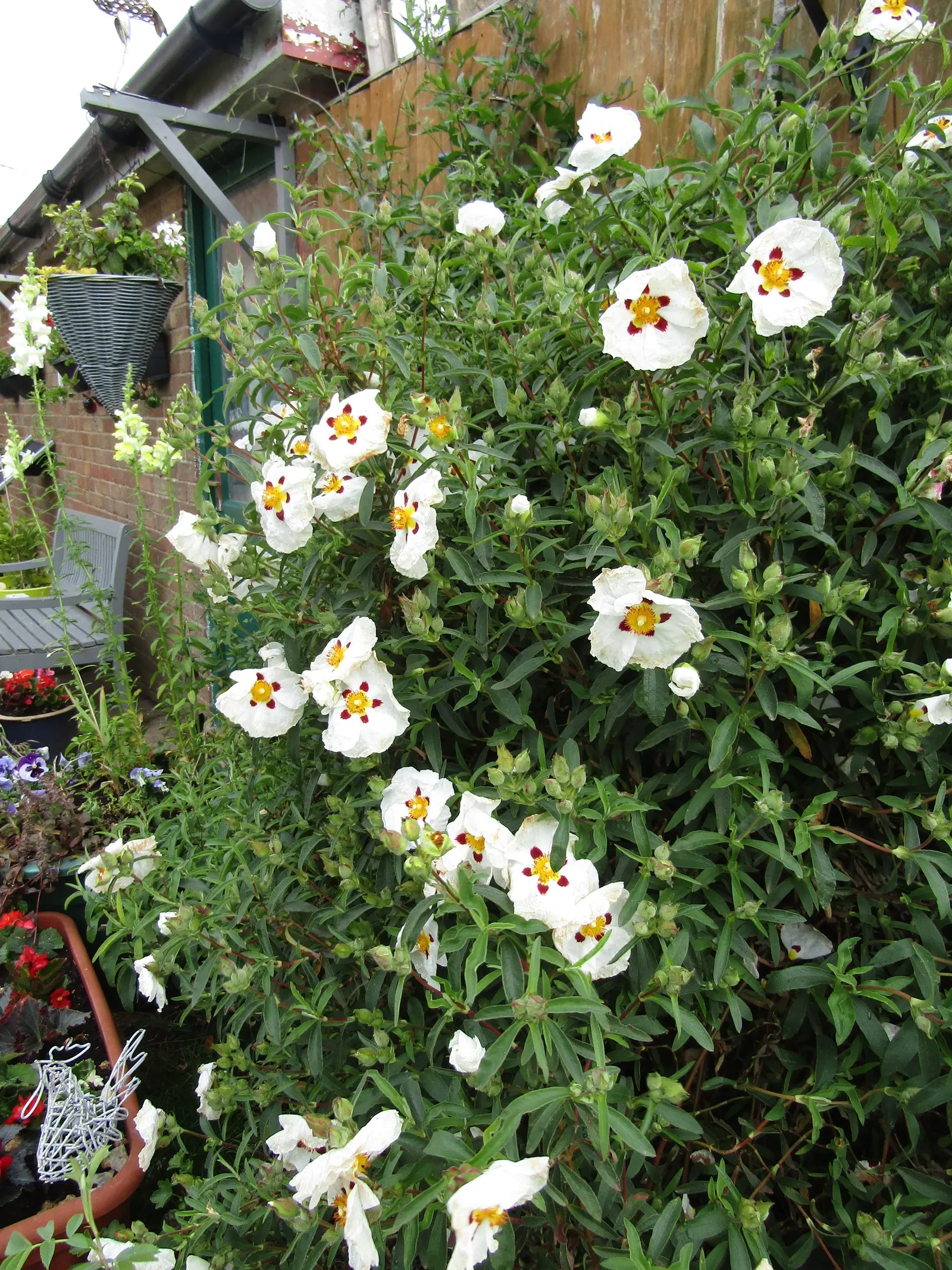Crimson-Spot Rockrose (Cistus Ladanifer) — growing roughly 4 inches long