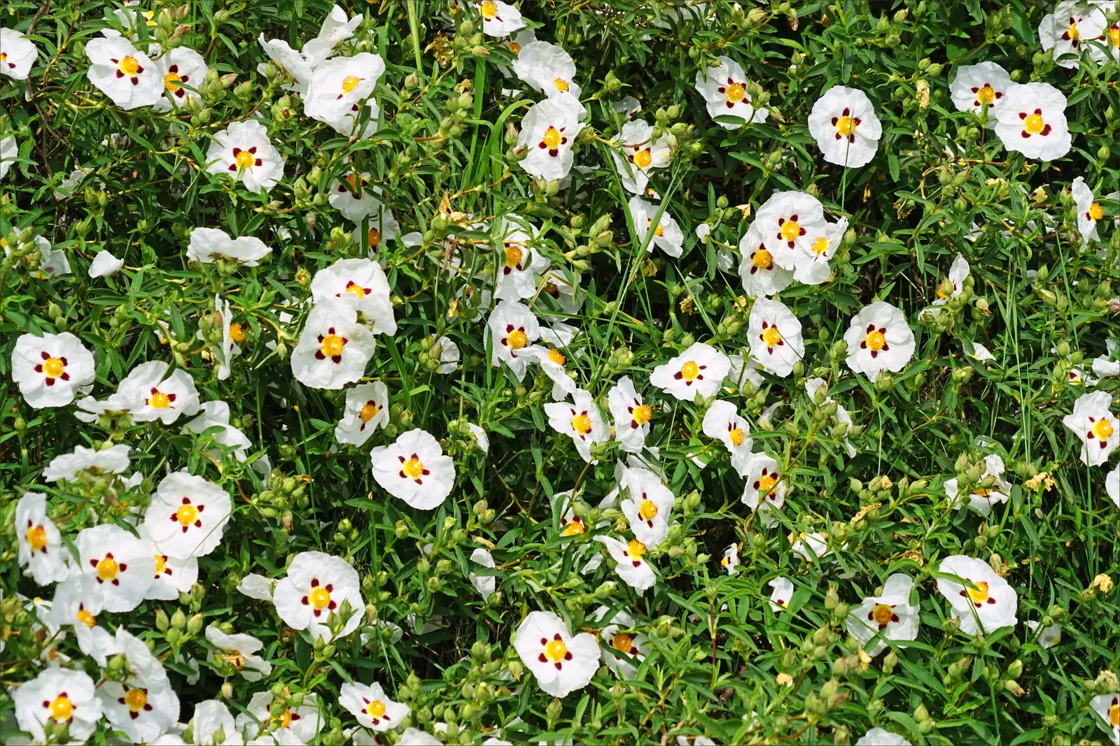 Crimson-Spot Rockrose (Cistus Ladanifer) — growing roughly 4 inches long; shrub for full