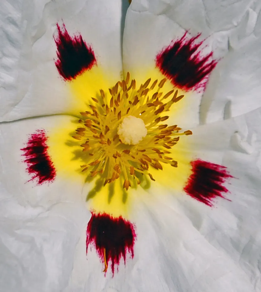Crimson-Spot Rockrose (Cistus Ladanifer) — making it a suitable choice for mid-border planting or as a specimen; this plant thrives in USDA Hardiness Zones 8