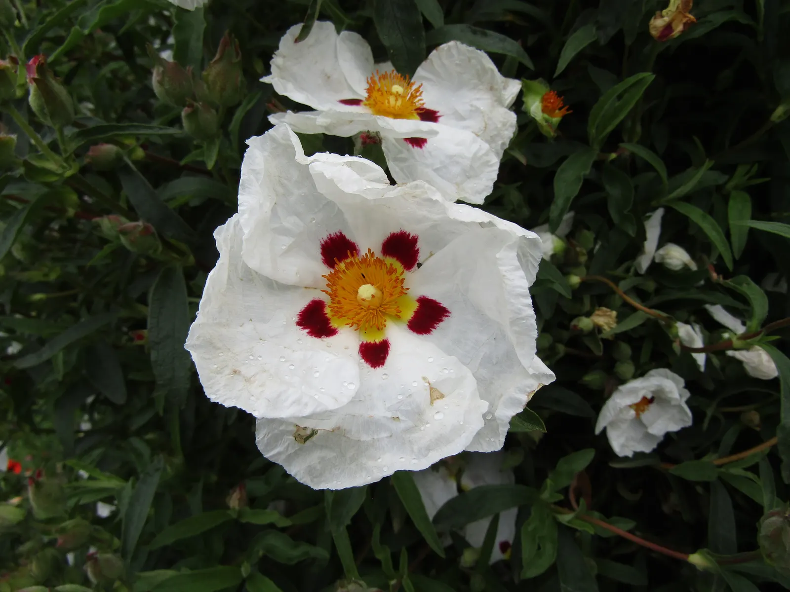 Crimson-Spot Rockrose (Cistus Ladanifer) — occasional pruning can help maintain its shape and promote denser growth