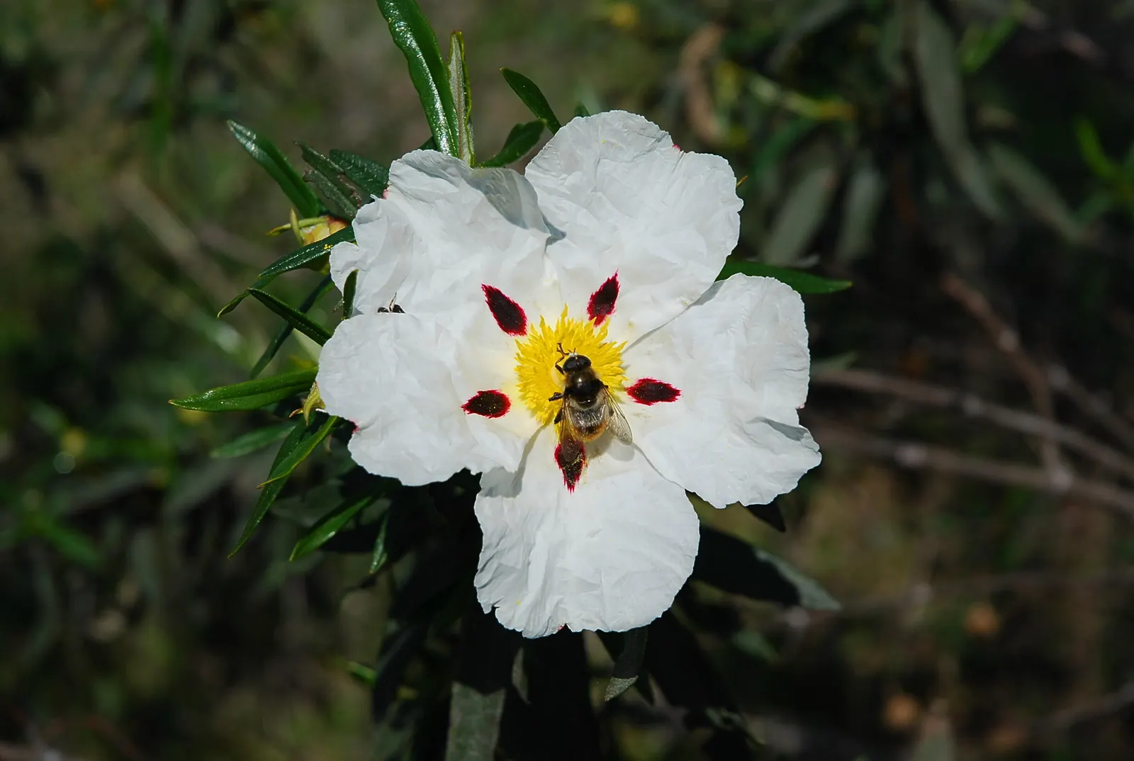 Crimson-Spot Rockrose (Cistus Ladanifer) — white flowers in the garden; this fragrant Rockrose delivers visual appeal and low maintenance