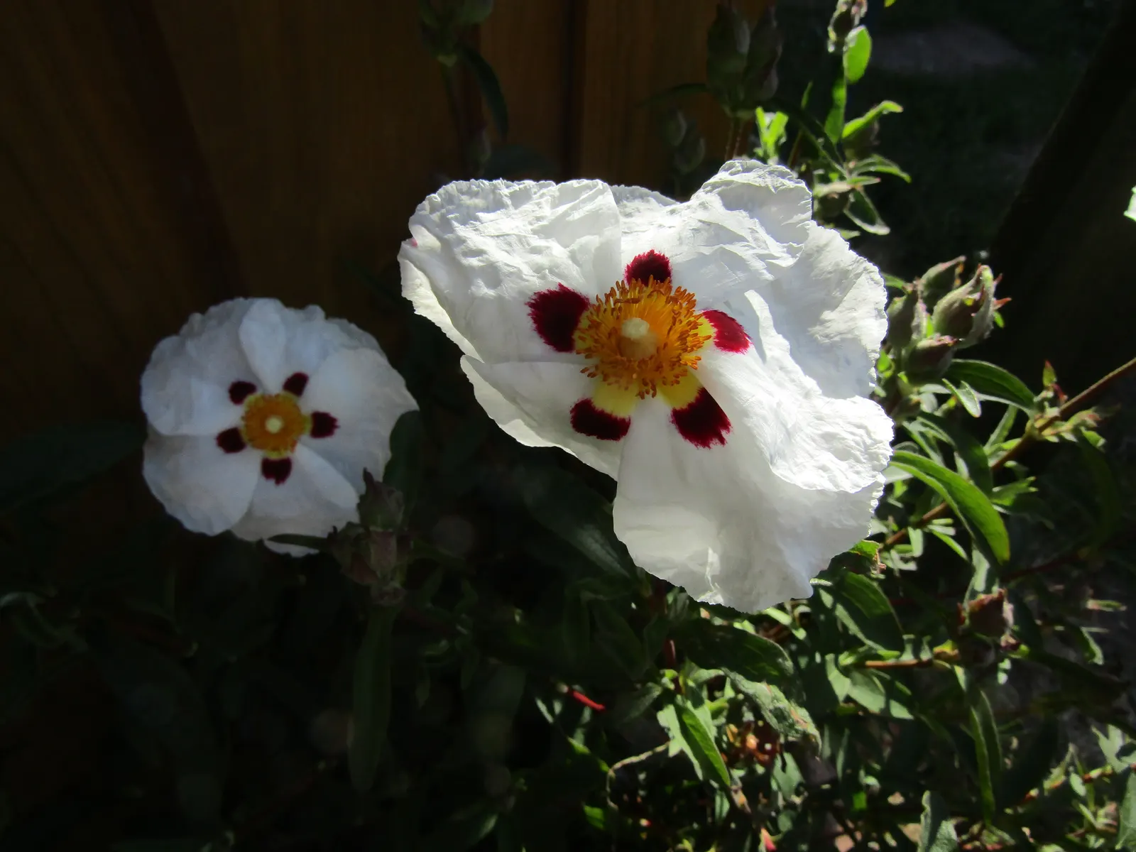 Crimson-Spot Rockrose (Cistus Ladanifer) — dark green leaves are sticky to the touch