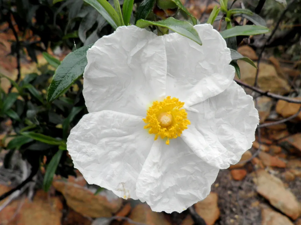 Crimson-Spot Rockrose (Cistus Ladanifer) — enhancing its presence in a garden design; growing roughly 4 inches long