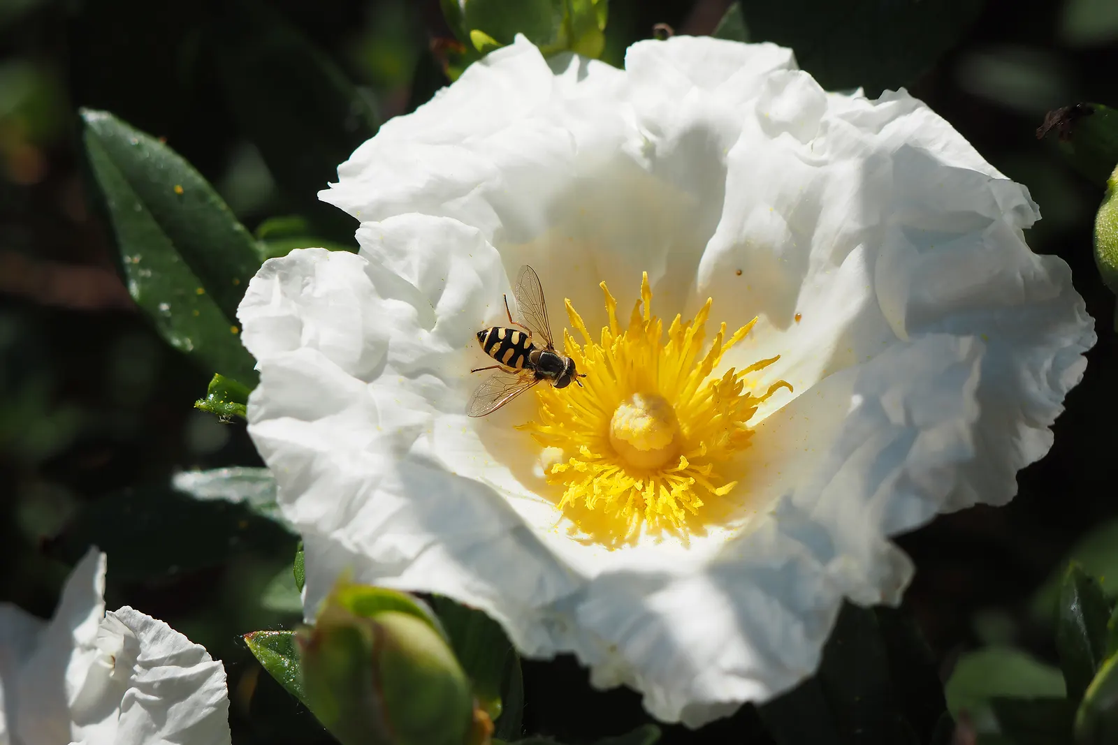 Crimson-Spot Rockrose (Cistus Ladanifer) — showing exceptional drought tolerance once established; an evergreen shrub, it reaches 3-5 feet in height and spans