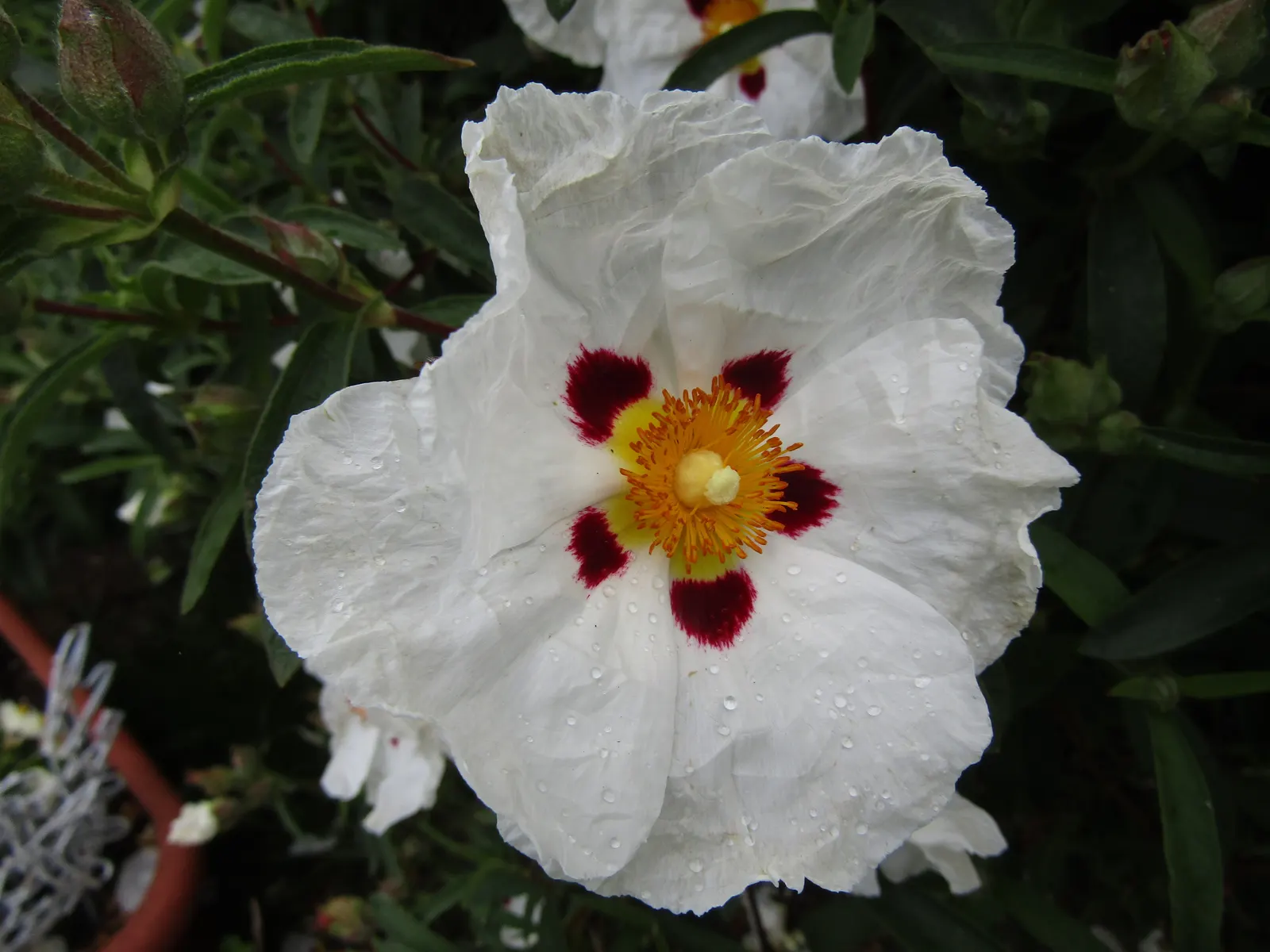 Crimson-Spot Rockrose (Cistus Ladanifer) — showing exceptional drought tolerance once established