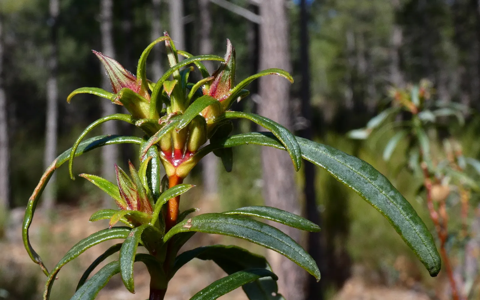 Crimson-Spot Rockrose (Cistus Ladanifer) — enhancing its presence in a garden design