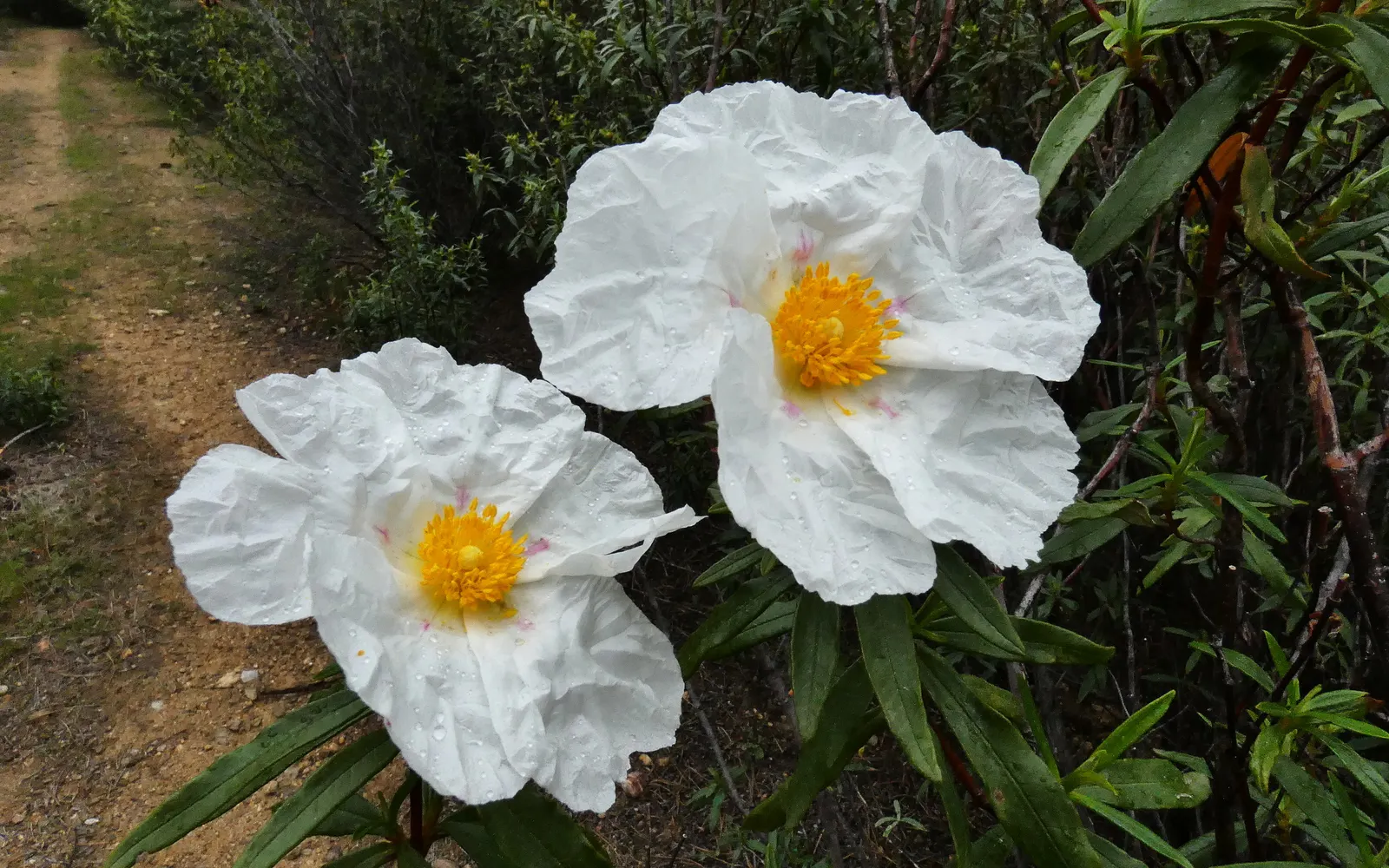 Crimson-Spot Rockrose (Cistus Ladanifer) — shrub for full