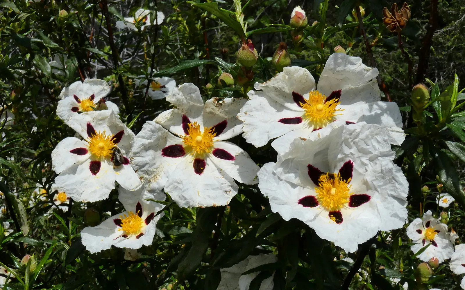 Crimson-Spot Rockrose (Cistus Ladanifer) — It prefers full sun and well-drained soil, offering drought tolerance