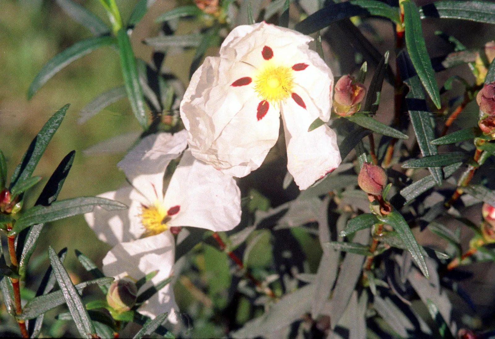 Crimson-Spot Rockrose (Cistus Ladanifer) — white flowers in the garden