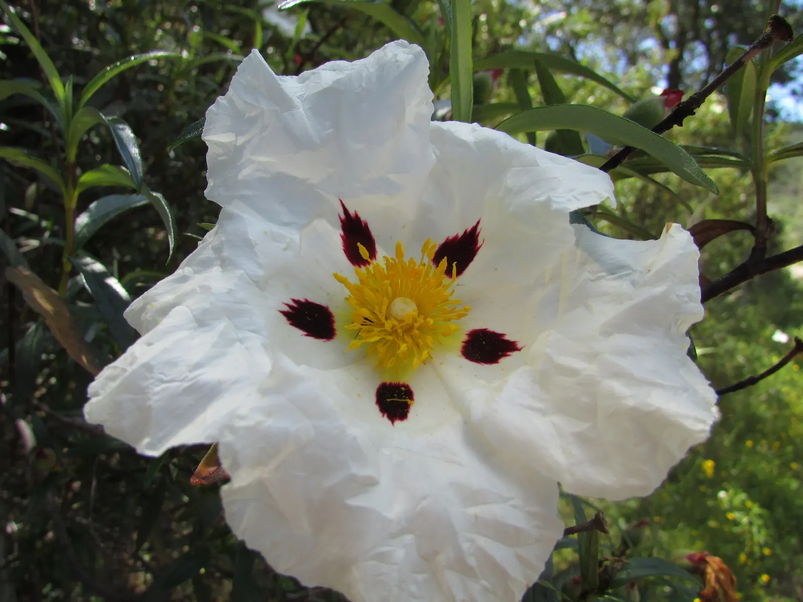 Crimson-Spot Rockrose (Cistus Ladanifer) — This fragrant Rockrose delivers visual appeal and low maintenance; white flowers in the garden
