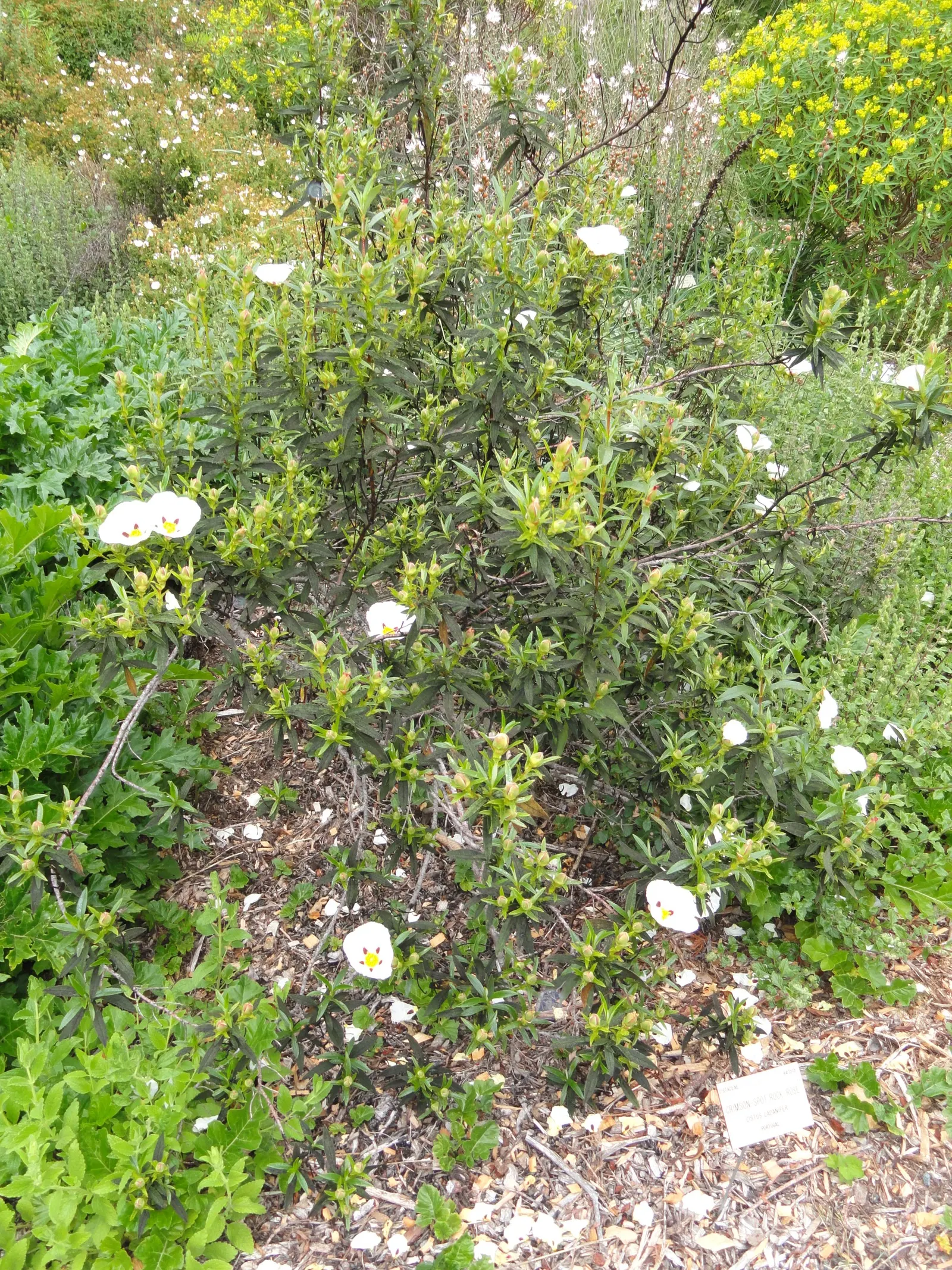Crimson-Spot Rockrose (Cistus Ladanifer) — this plant thrives in USDA Hardiness Zones 8 through 10; shrub with white blooms