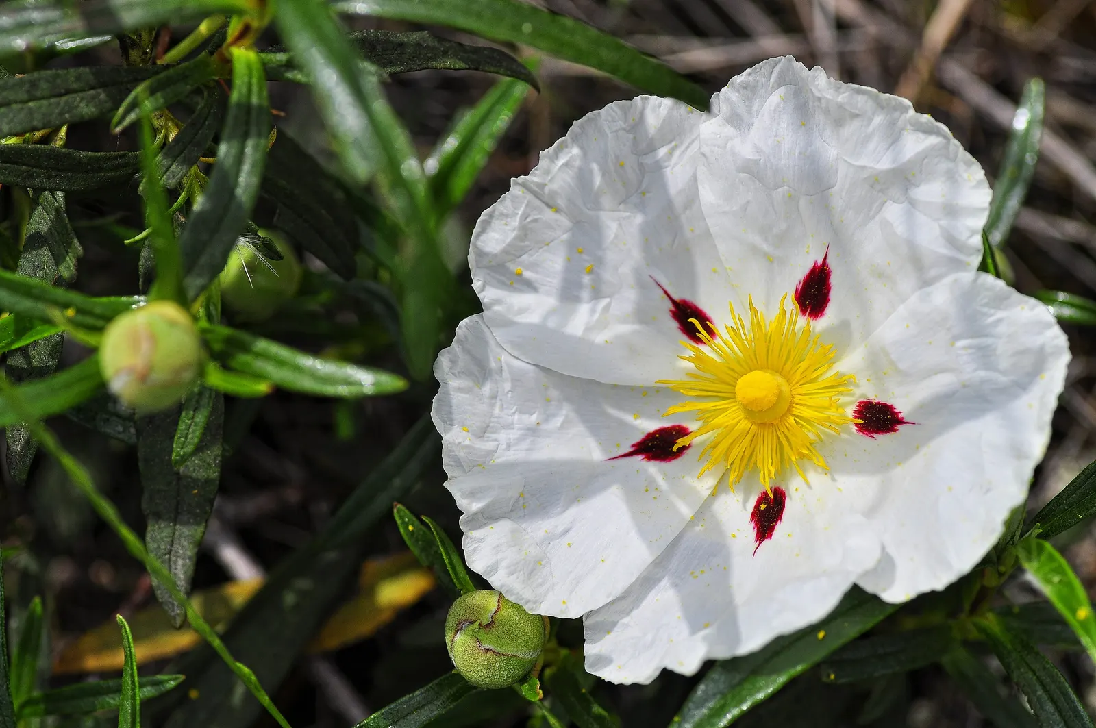 Crimson-Spot Rockrose (Cistus Ladanifer) — Native to the Mediterranean region