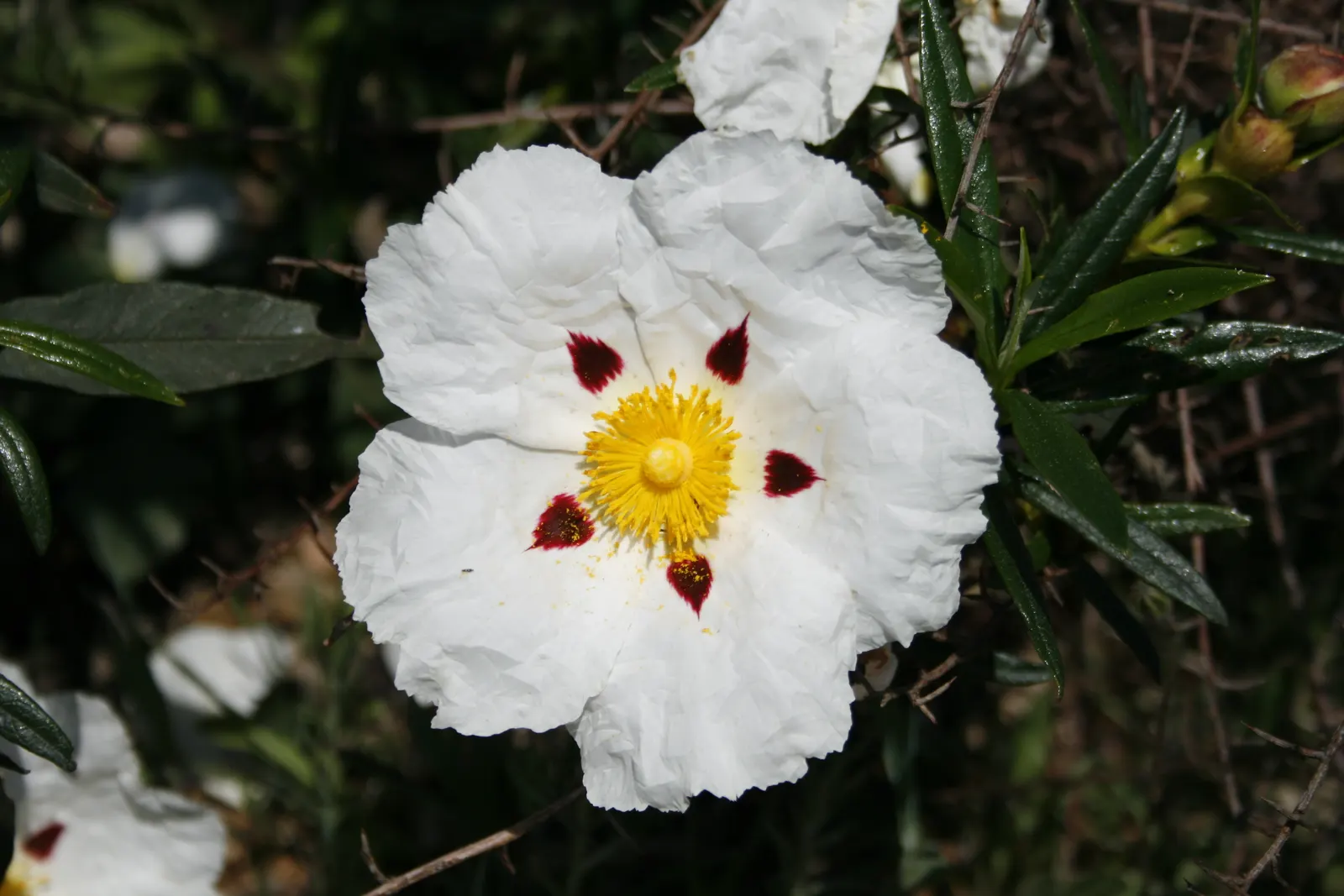 Crimson-Spot Rockrose (Cistus Ladanifer) — shrub with white blooms; showcasing white petals with a prominent crimson spot at the base