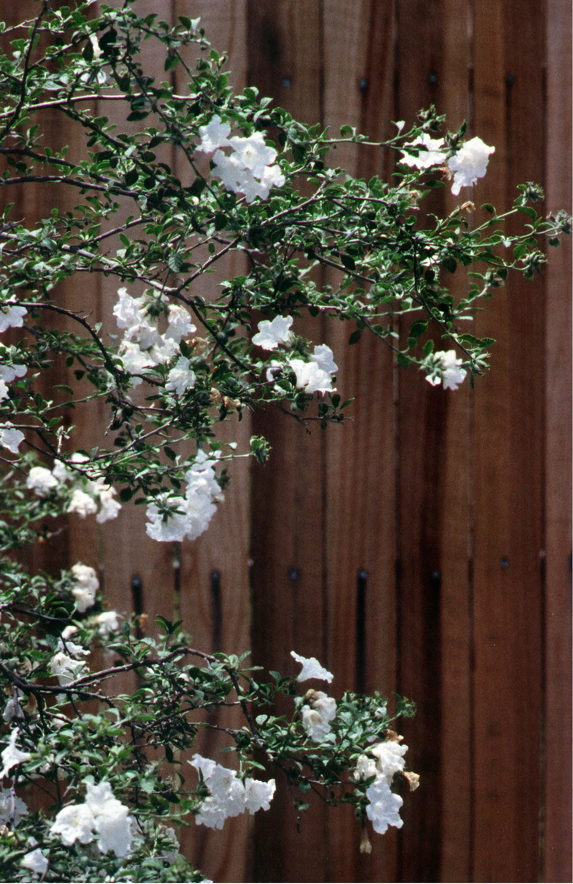 Little-Leaf Cordia (Cordia Parvifolia) — dark green leaves and white