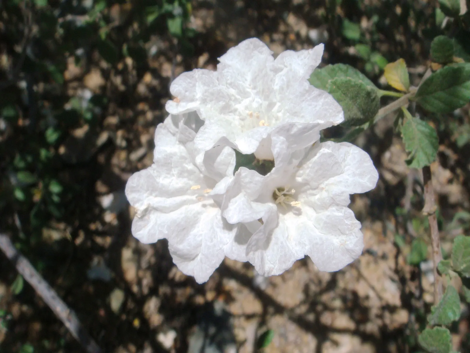 Little-Leaf Cordia (Cordia Parvifolia) — drought-tolerant shrub native to the southwestern U.S
