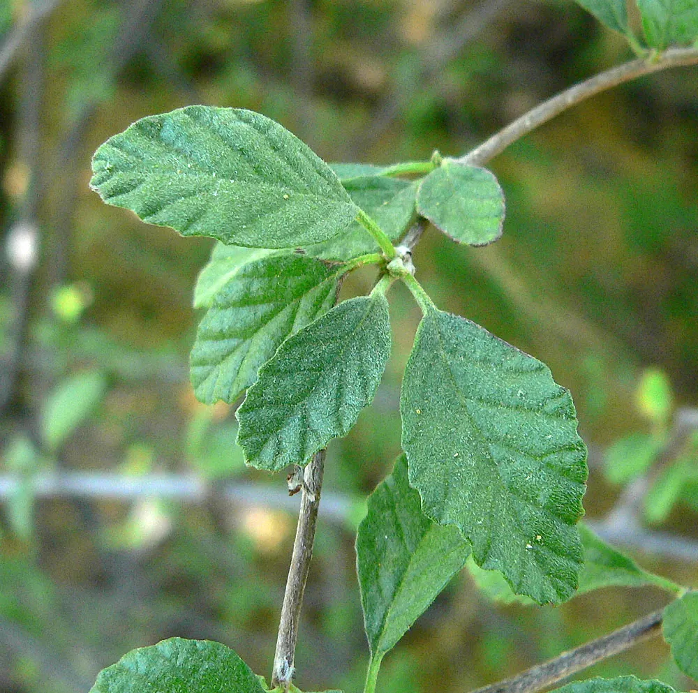 Little-Leaf Cordia (Cordia Parvifolia) — Typically reaching 8-10 feet tall with an 8-foot spread