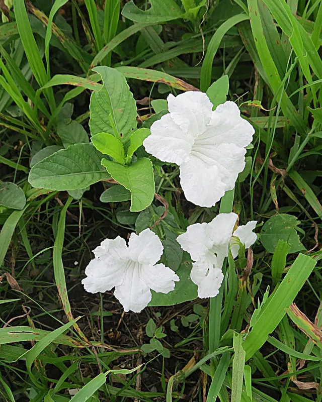 Little-Leaf Cordia (Cordia Parvifolia) — The Little-Leaf Cordia (Cordia parvifolia) is a resilient