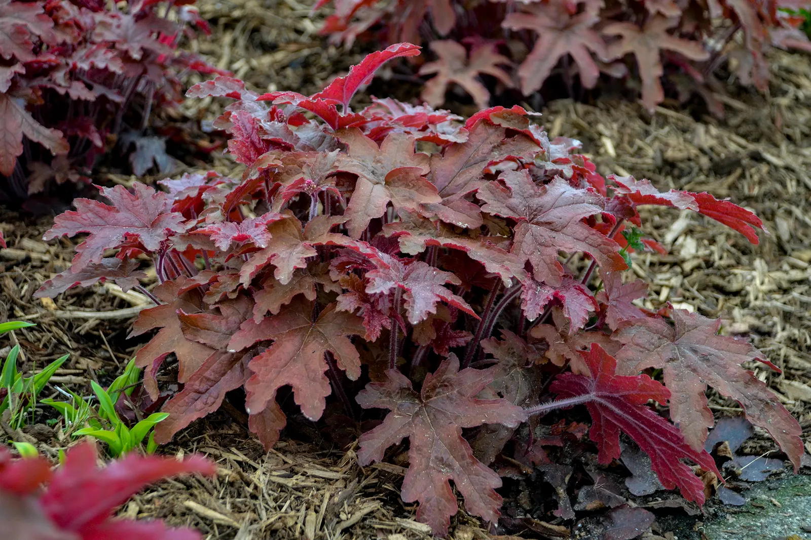 'Red Rover' Foamy Bells (Heucherella hybrid) — softening to olive green in summer