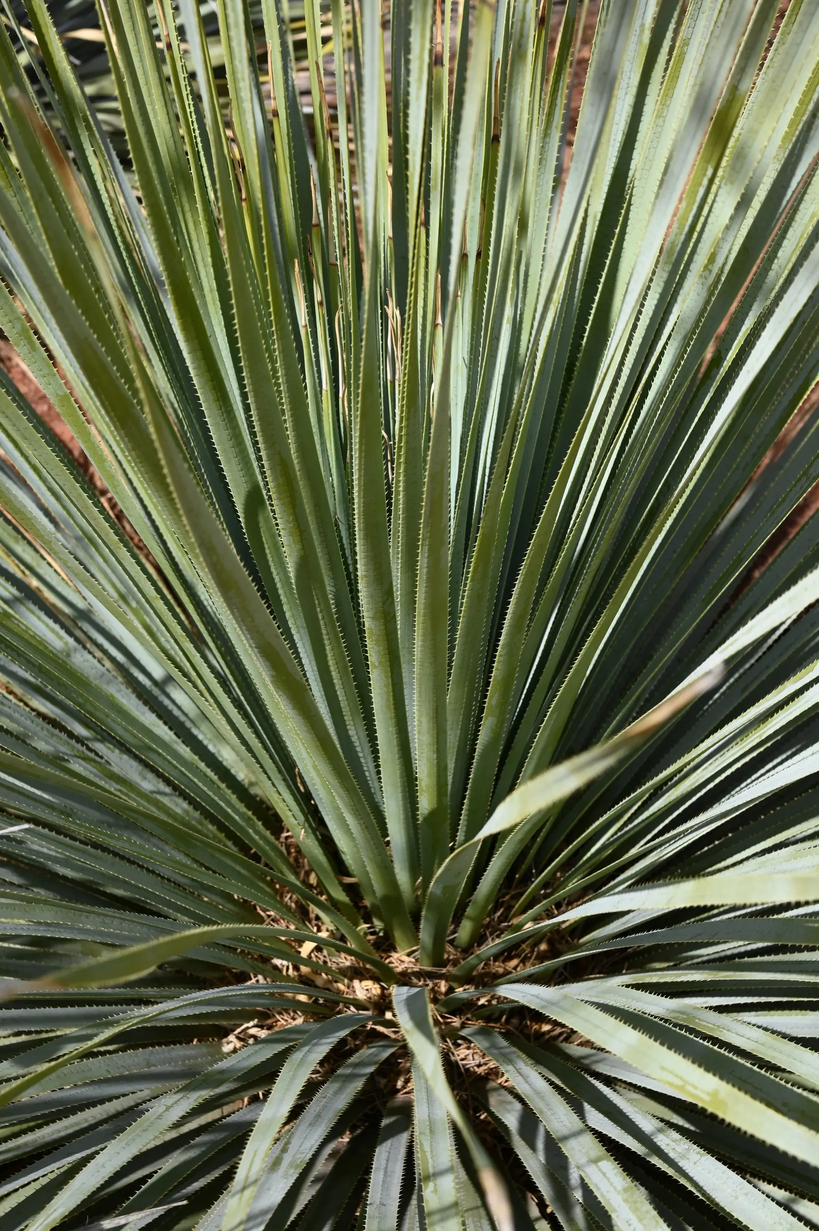 Grey Desert Spoon, Sotol (Dasylirion Wheeleri) — is a sculptural succulent that adds a striking aesthetic with its rosette of long; ideal for xeriscaping, it